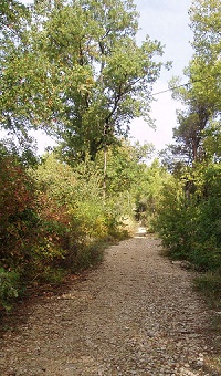 Un chemin bordé d'arbres et de buissons colorés, promesse ? invitation à l'espérance ?